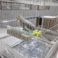 عروس  فروشی باقفس کامل