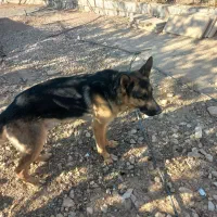 سگ ژرمن نر ماده اصل