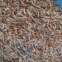 کرم میلورم زنده