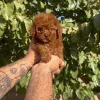 سگ فنجونی تیکاپ سایز و گربه|سگ|تهران, شهرک غرب|دیوار