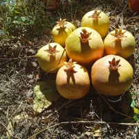 پوست انار برای دام