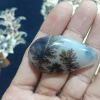 شجر قائن بی نظیر