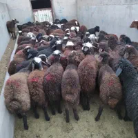بره چال افشار