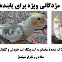 عروس هلندی گمشده مژدگانی ده میلیونی برای یابنده