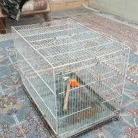 قفس پردنده عروس هلندی