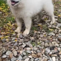 سگ سامویید|سگ|رشت, علی آباد|دیوار