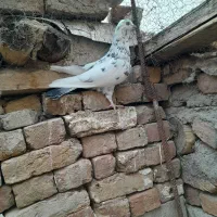 کبوتر|پرنده|مشگین شهر, |دیوار