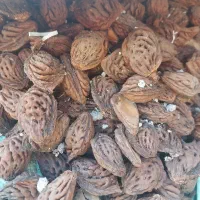 هسته هلو وشلیل