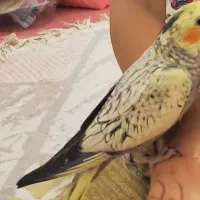 عروس هلندی دستی