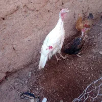 مرغ بقلمون