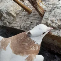 کبوتر|پرنده|جم, |دیوار