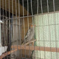 جوجه هلندی دونخور