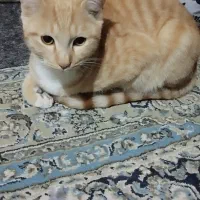 حیوانات مزرعه