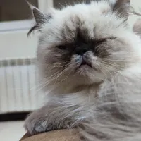 گربه هیمالین زینتی نر و ماده
