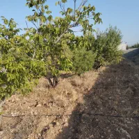 باغشهری(باغ شهری) کنتور آب و برق ۲۴ ساعته دارنگون|فروش زمین و ملک کلنگی|شیراز, تلخ داش|دیوار