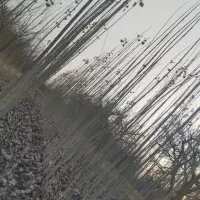 نهال گران میخرید مقصرخودتانی بیاببر تضمینی اصالت|حراج|بیجار, |دیوار