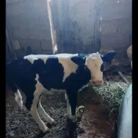 گوساله ماده معاوضع با پراید