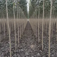 صنوبر ریشه‌دار  سود دهی سریع و تضمینی|خدمات باغبانی و درختکاری|قشلاق دشت, |دیوار