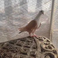 جفت کلاغ کربلایی زرد کاکلی