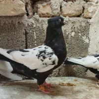 کبوتر