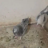 کبوتر