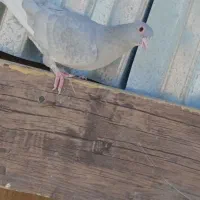 نقره ای پلنگ|پرنده|کرمان, |دیوار