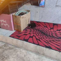 واگذاری گربه رها شده