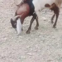 نری بین ۷۰ تا ۸۰   کیلو زنده قیمت ۳۵