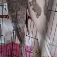 دو تاعروس هلندی البیتو یا سفید|پرنده|جوانرود, |دیوار