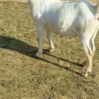 بوئر|حیوانات مزرعه|تهران, سلیمانی|دیوار