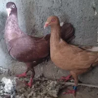 کبوتر کاریردنش طوقی ریحانی هومر کله اسبی قره سوری