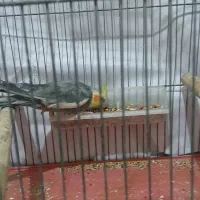 عروس هلندی نر سخنگو|پرنده|امیدیه, |دیوار