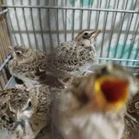 سهره خاکی|پرنده|شیراز, ریاستی|دیوار