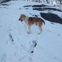 یک سگ|سگ|مریوان, |دیوار