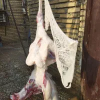 چپش بز بره درجه یک ایلاق|حیوانات مزرعه|اندیمشک, |دیوار