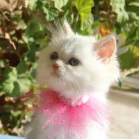 گربه پشمالو و خونگی