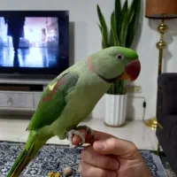 شاه طوطی نر ۱سالونیم سخنگو رام