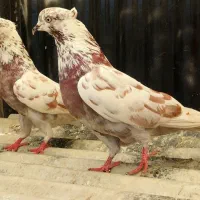 جفت کفتر قلمکار کاکلی
