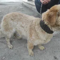 سگ پا کوتاه