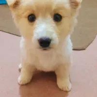 سگ شیتزو 4ماه