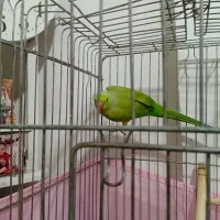 طوطی ملنگو یک سال خورده ای چند کلمه حرف میزنه|پرنده|پاکدشت, پاکدشت (مامازند)|دیوار