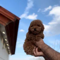 توی پودل نر