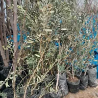خدمات نهال|گل و گیاه طبیعی|شیراز, باغ تخت|دیوار