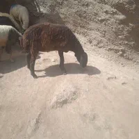 میش نزار چاق میش ر