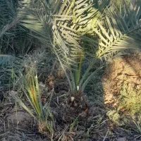 باغبانی و شخم با تیلر|خدمات باغبانی و درختکاری|آبادان, |دیوار