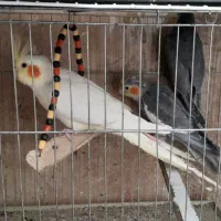 عروس هلندی های بالغ