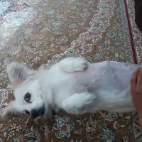 شیتزو مخلوط سگ باهوش