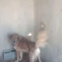 قدجونی نگهبان|سگ|شیراز, شهرک ویلایی بهاران|دیوار