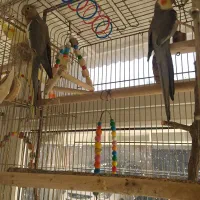 عروس هلندی مولد|پرنده|تبریز, |دیوار