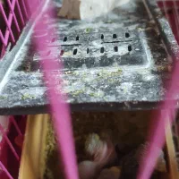 مرغ عشق|پرنده|سیمینه, |دیوار